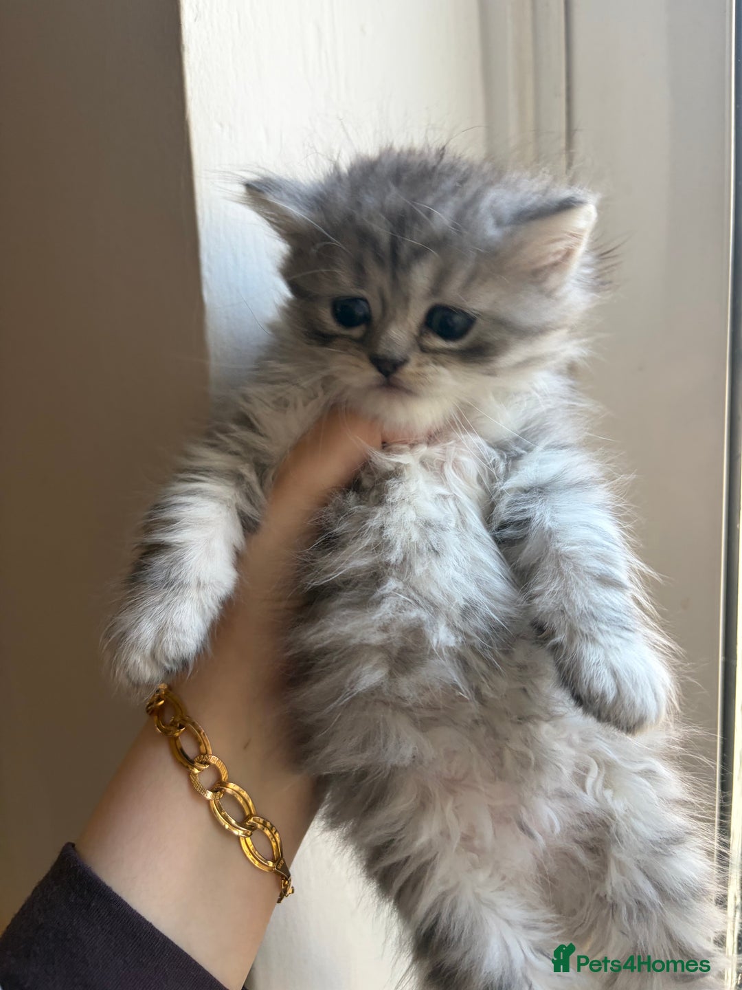 British Shorthair cats for sale: British short hair/persian mother - Advert 27