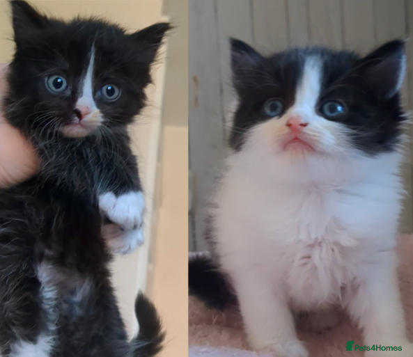 Mixed Breed cats 2 boy kittens left tuxedo and cow cat - Advert 5