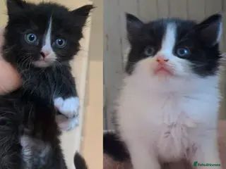 Mixed Breed cats 2 boy kittens left tuxedo and cow cat - Advert 5