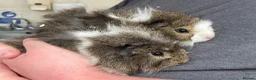 Guinea Pig rodents for sale: 10 week old male guinea pigs in Torrington - Advert 20