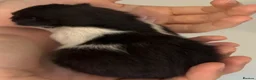 Mixed Breed cats for sale: Adorable kitten for sale, ready now! - Advert 8