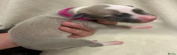 Whippet dogs for sale: Beautiful whippet puppies  - Advert 25