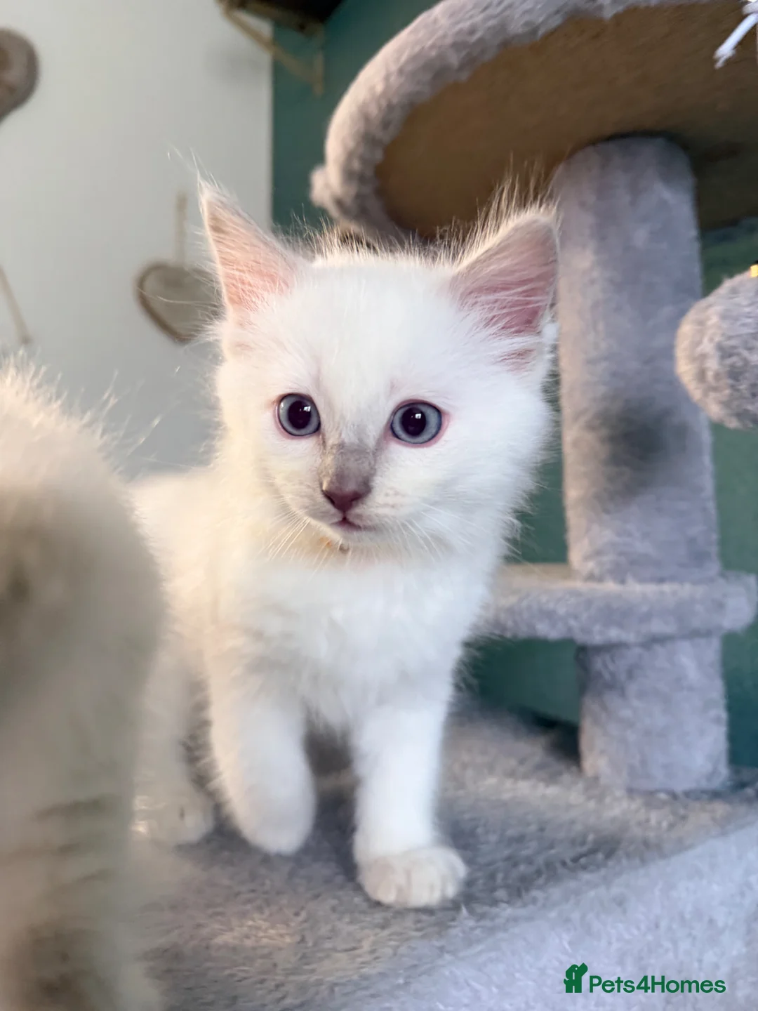 Ragdoll cats for sale: 🩵 Lilac boy and blue point girl available 🩵 - Advert 2