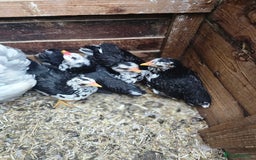 Chickens poultry for sale: Mottled Wyandottes, Le Bresse, Pita Pintas  - Image 1