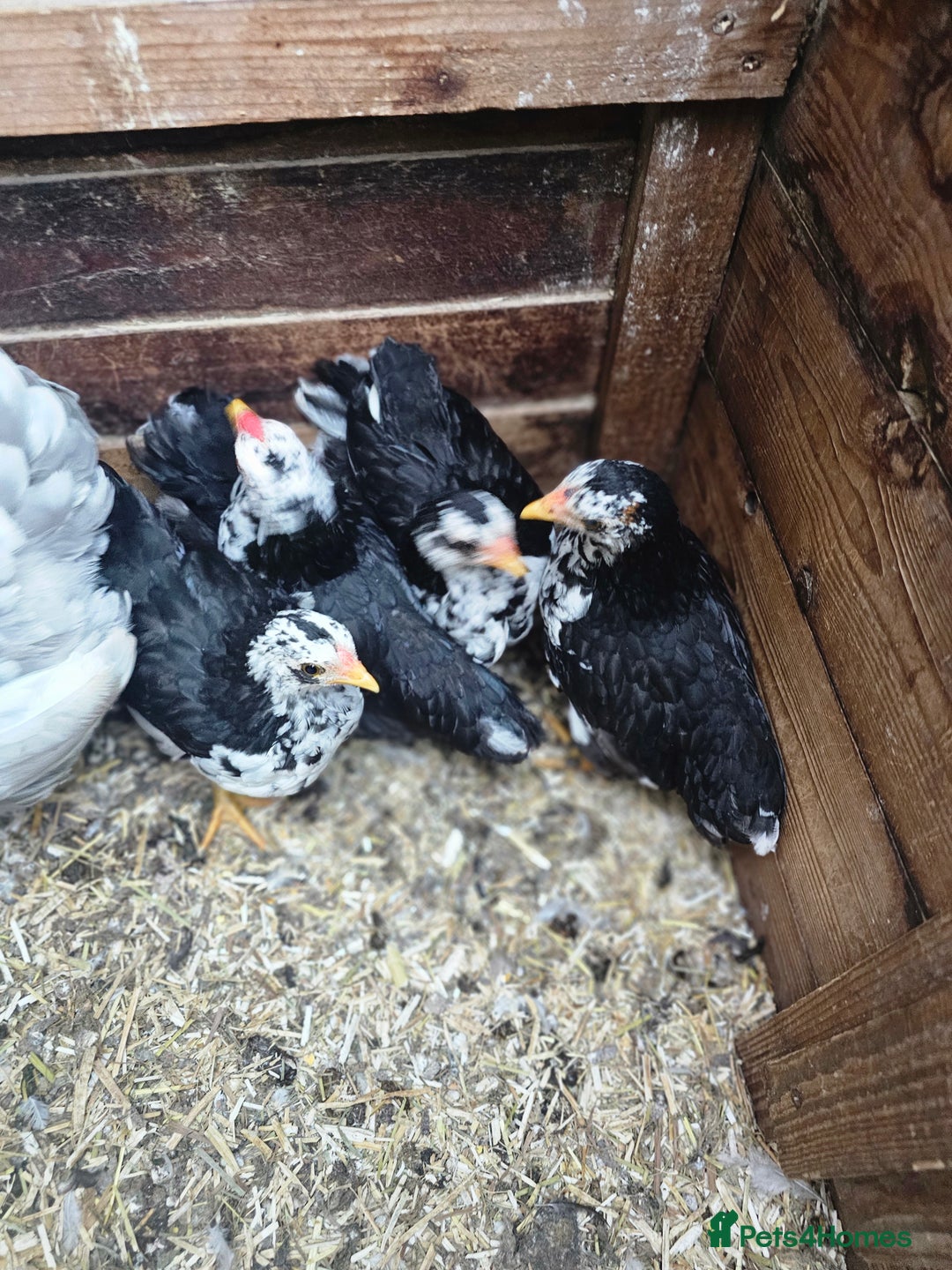 Chickens poultry for sale: Mottled Wyandottes, Le Bresse, Pita Pintas  - Image 1