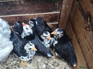 Chickens poultry - Advert 23