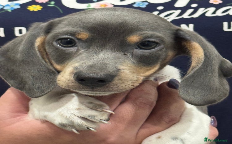 Miniature Dachshund dogs - Advert 1