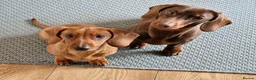 Miniature Dachshund dogs for sale: Red Miniature dachshund  - Advert 6