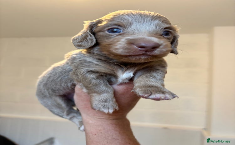 Dachshund dogs - Advert 2