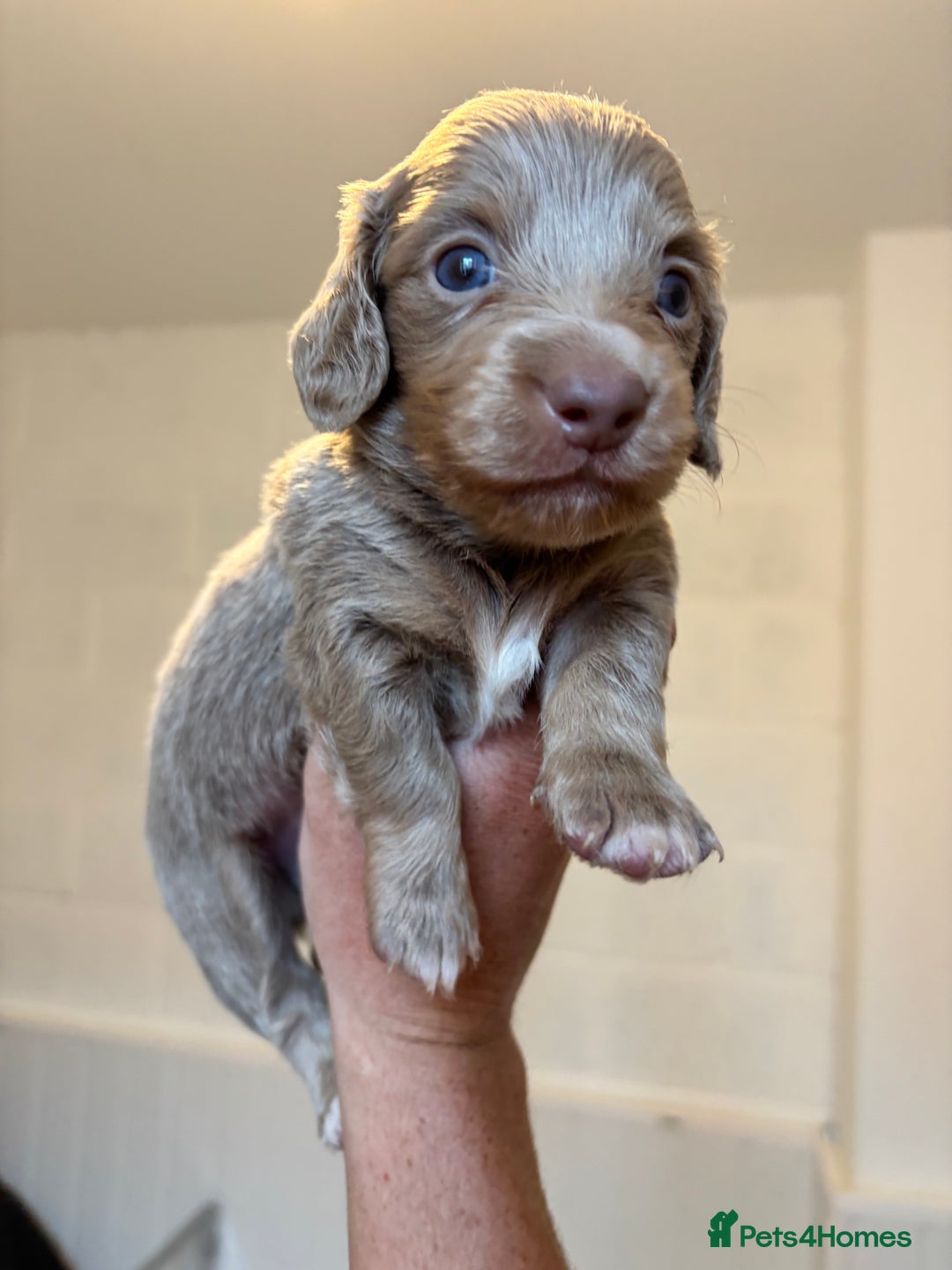 Dachshund dogs for sale: MINIATURE LONGHAIRED KC ISABELLA DACHSHUND PUPS - Image 1