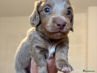 Dachshund dogs - Advert 1