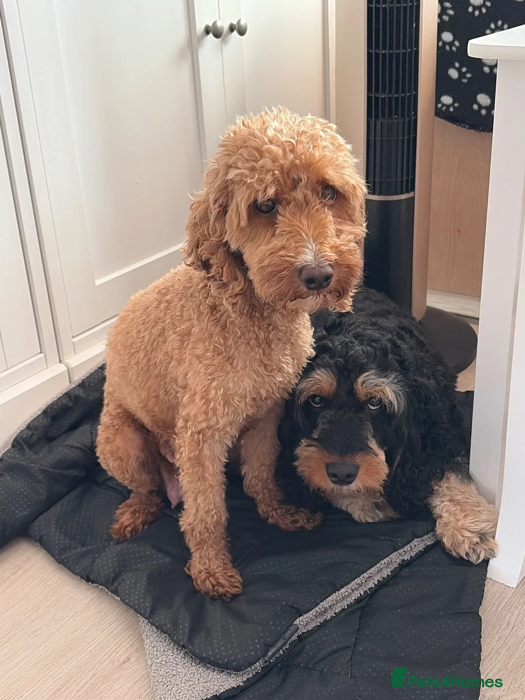 Cockapoo dogs for sale: Beautiful F2 Cockapoos  - Advert 2