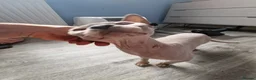 Sphynx cats for sale: Sphynx girl 2.5 y/o health tested - Advert 4