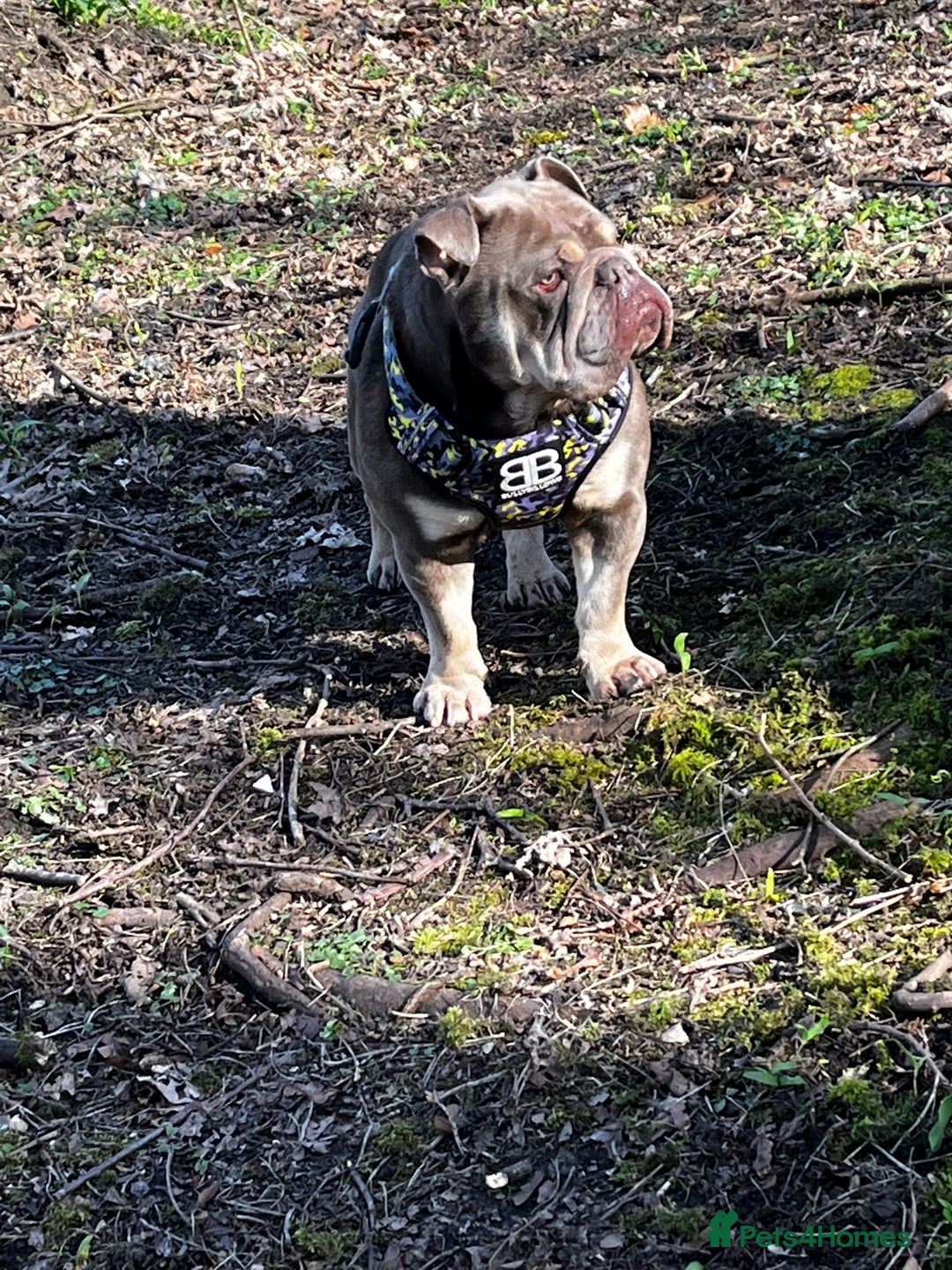 English Bulldog dogs for sale: Clyde - Looking for new home  - Image 1