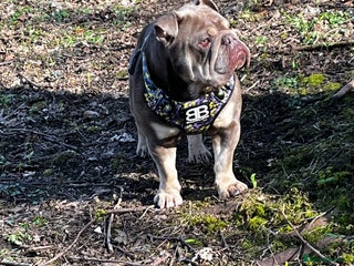 English Bulldog dogs - Advert 14