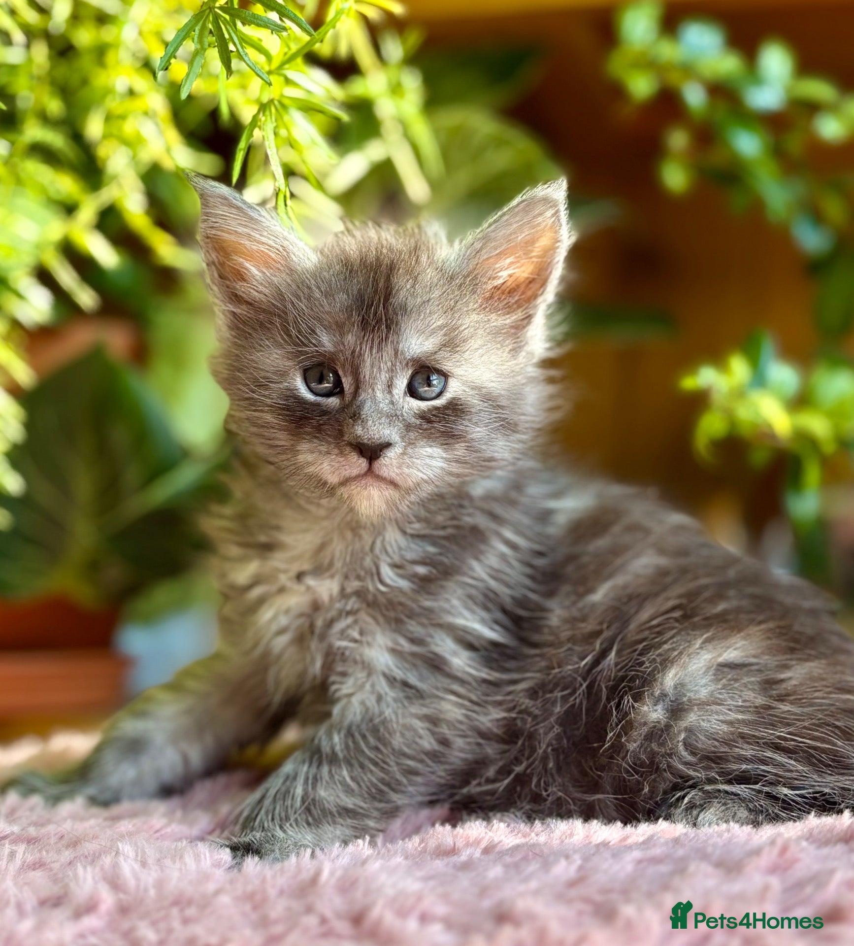 Maine Coon cats Beautiful Maine Coon Kittens - Advert 2