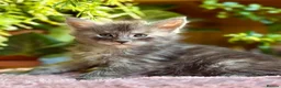 Maine Coon cats for sale: Beautiful Maine Coon Kittens - Advert 2