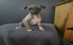 Whippet dogs for sale: ✅️ Ready to leave - KC whippets 🧡 - Image 33