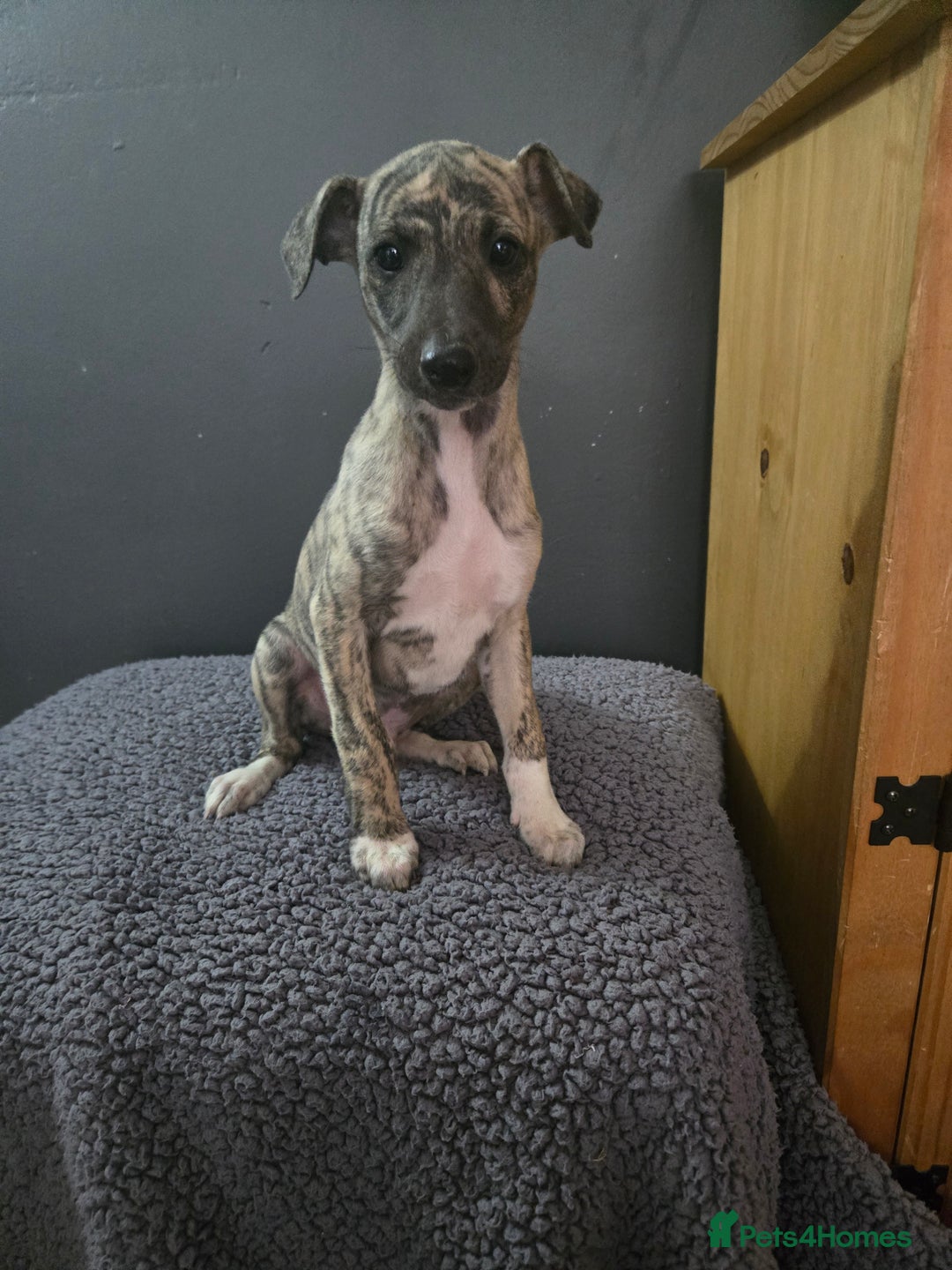 Whippet dogs for sale: ✅️ Ready to leave - KC whippets 🧡 - Image 33