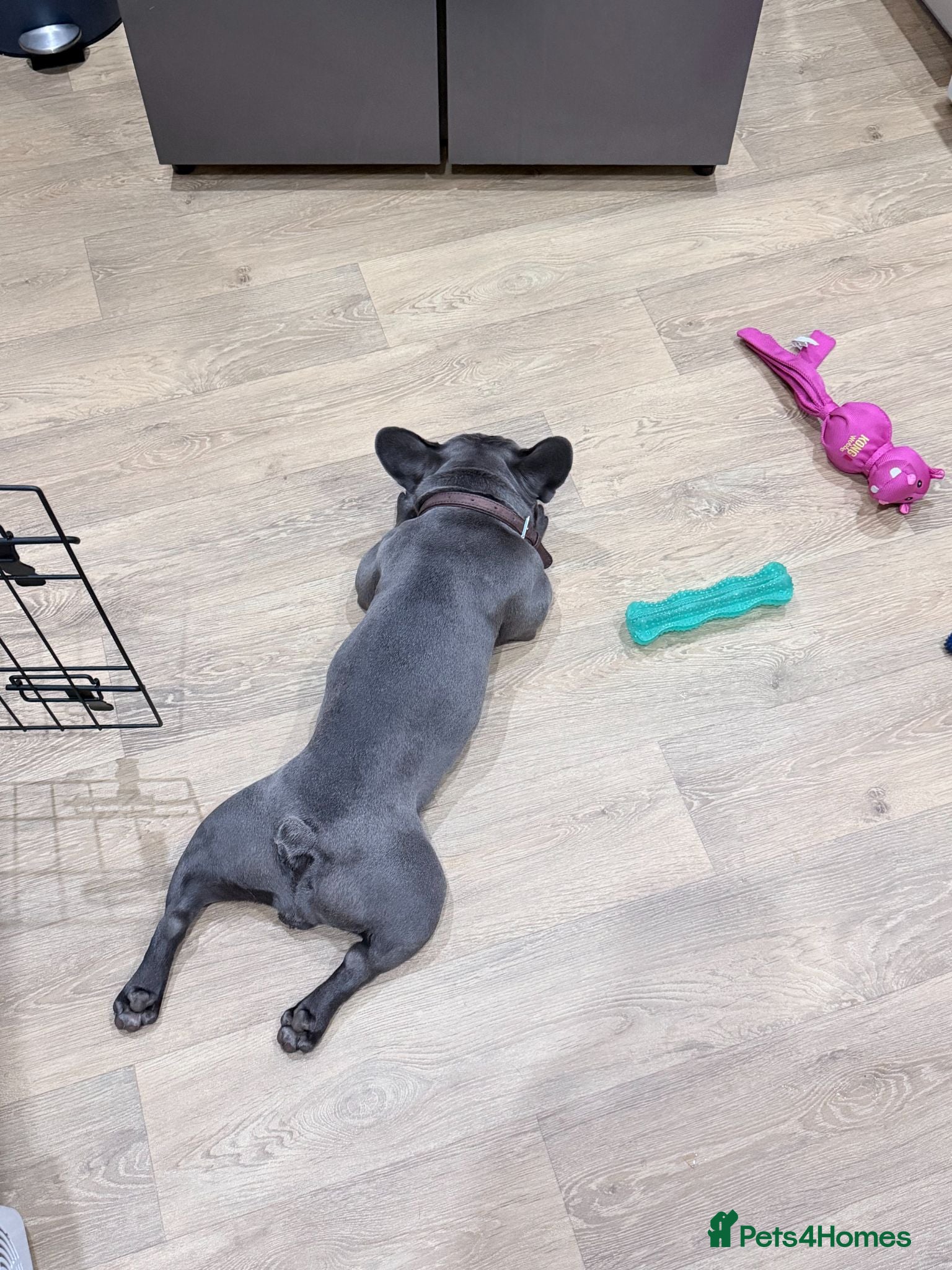 French Bulldog dogs Smurf  - Advert 2