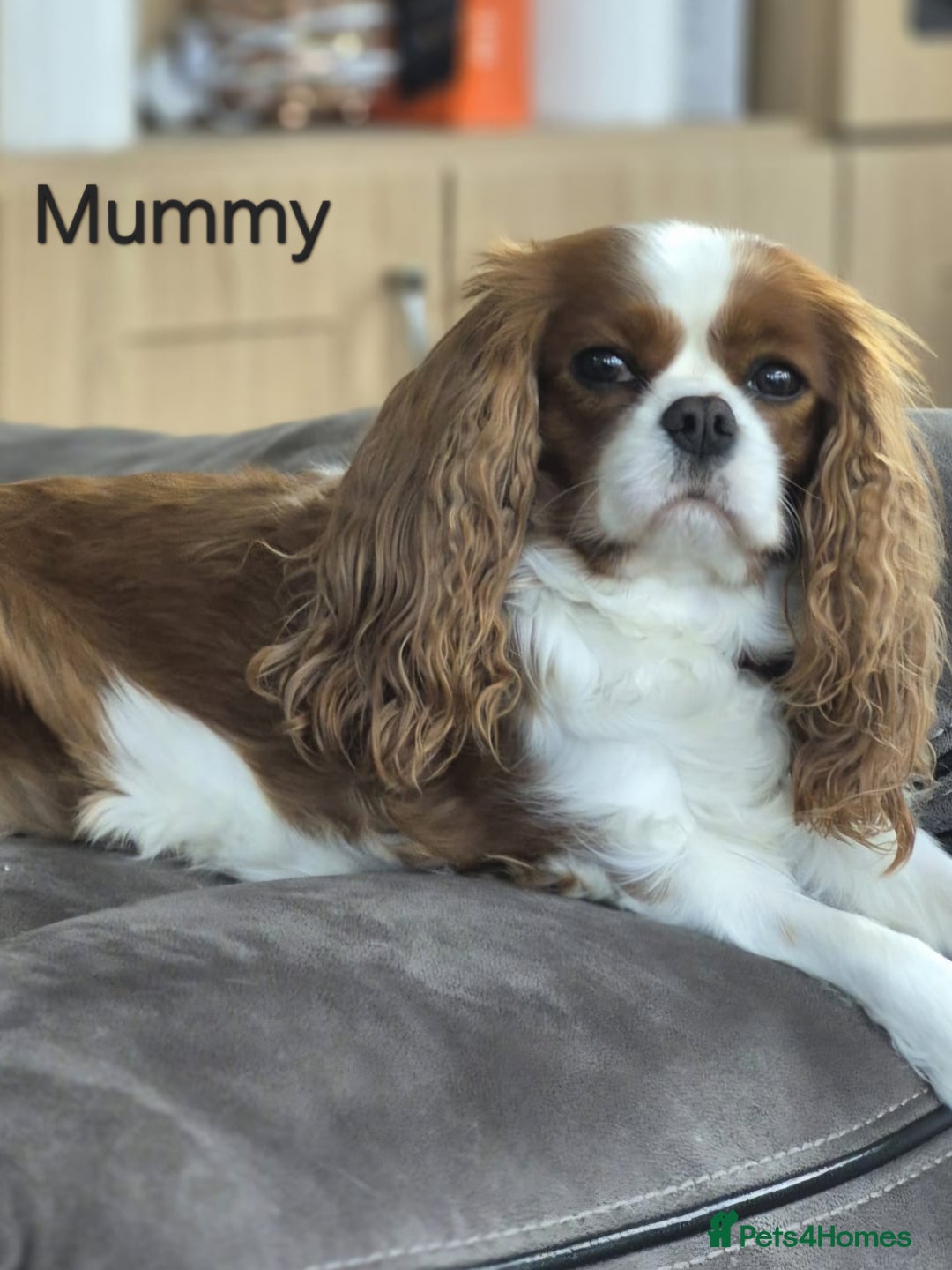 Cavalier King Charles Spaniel dogs for sale: KC Registered, Cavalier King Charles Spaniels  - Image 15
