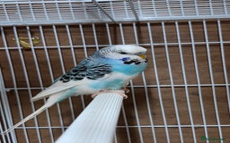 Budgerigars birds for sale: Pair of budgies  - Image 2