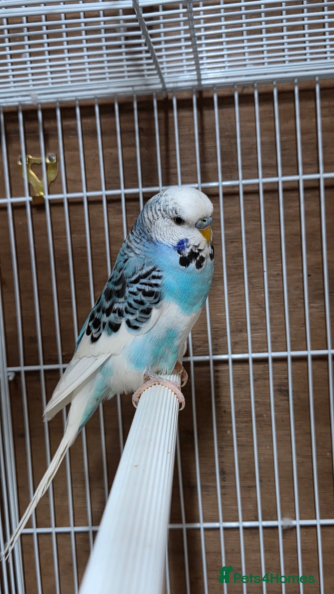 Budgerigars birds for sale: Pair of budgies  - Image 2