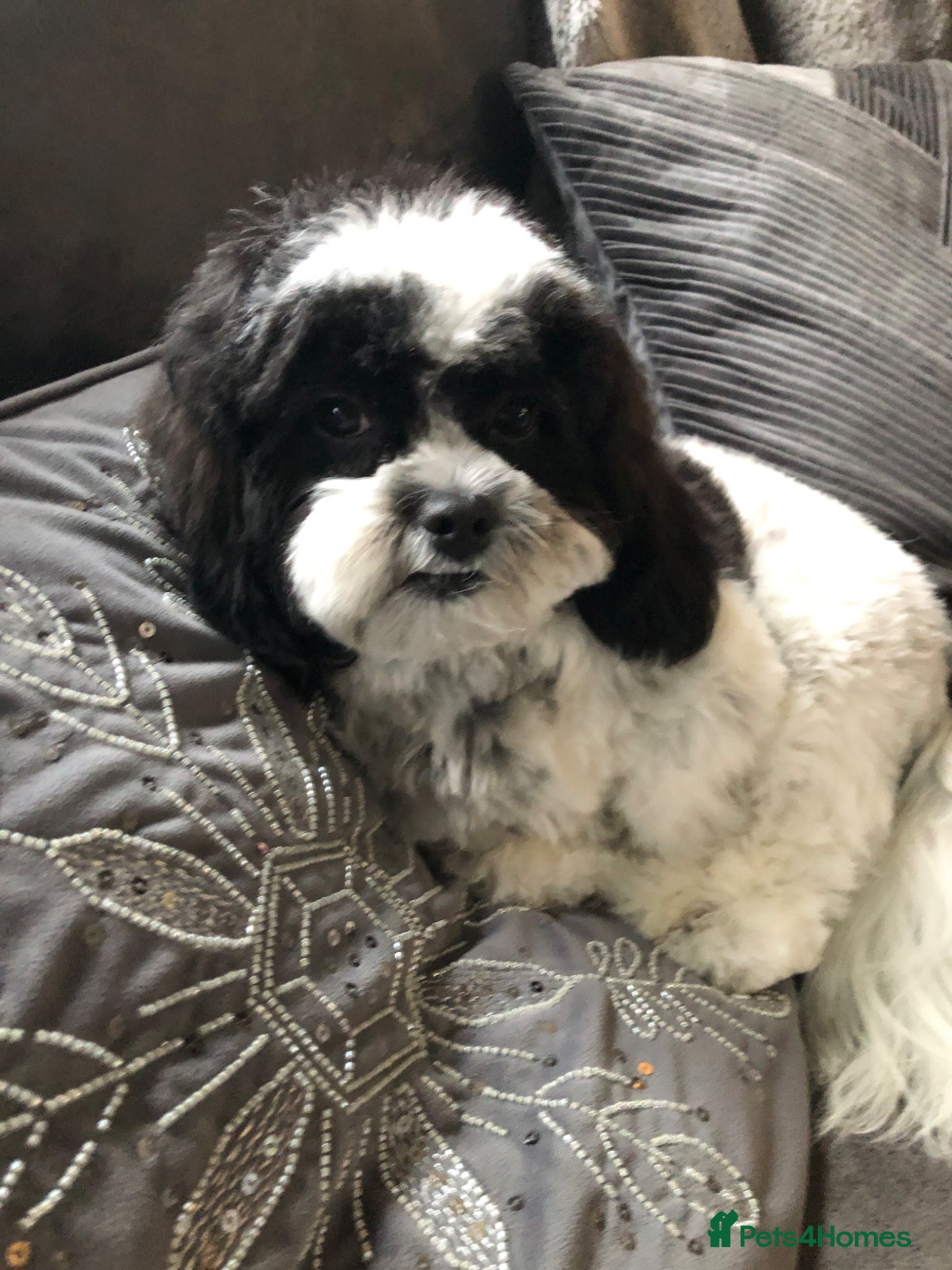 Mixed Breed dogs for sale: Havanese mix  - Advert 1