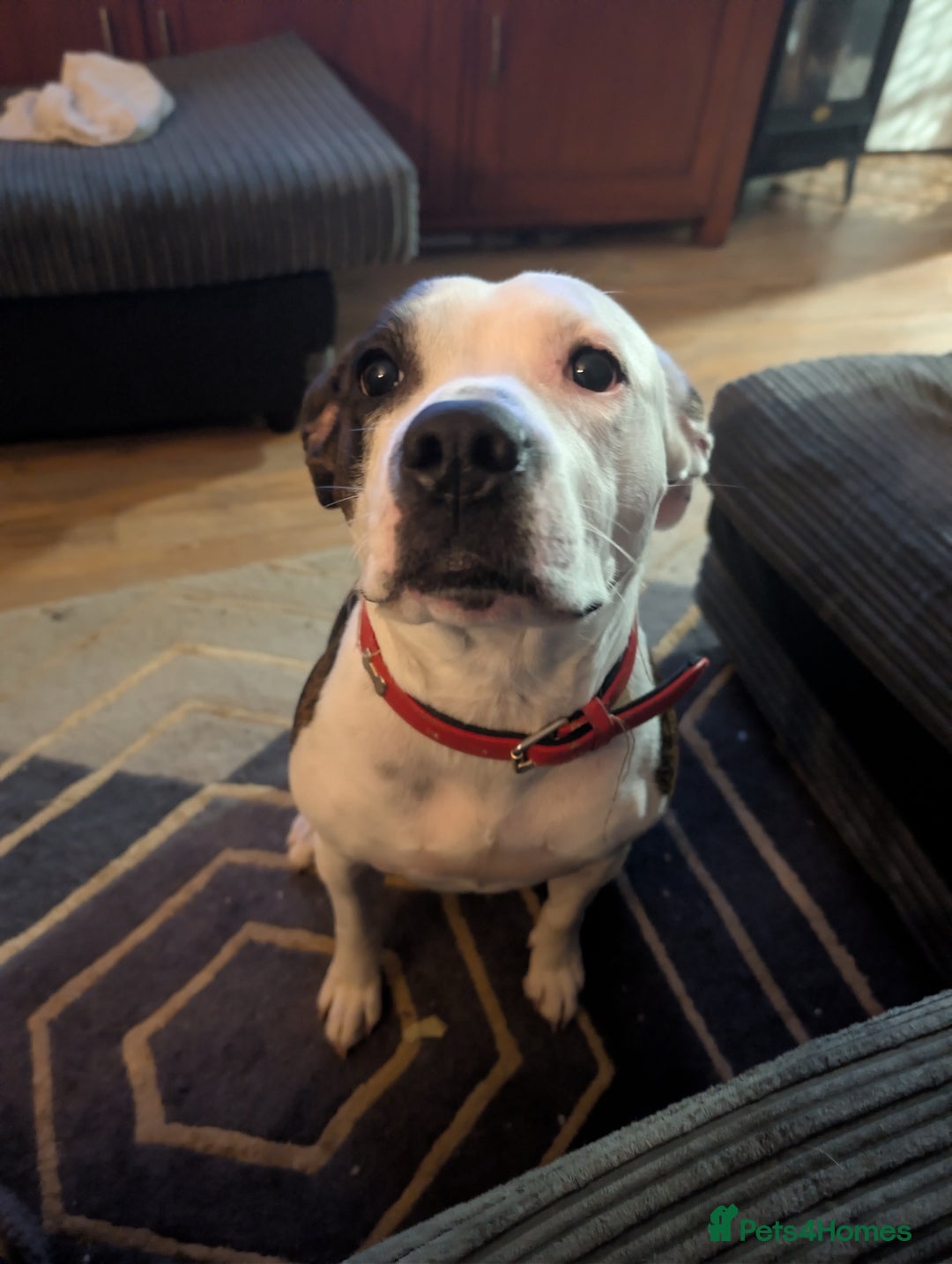 Staffordshire Bull Terrier dogs for sale: Female Staffordshire 4 years old  - Image 1