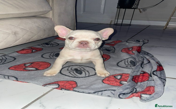 French Bulldog dogs - Advert 11