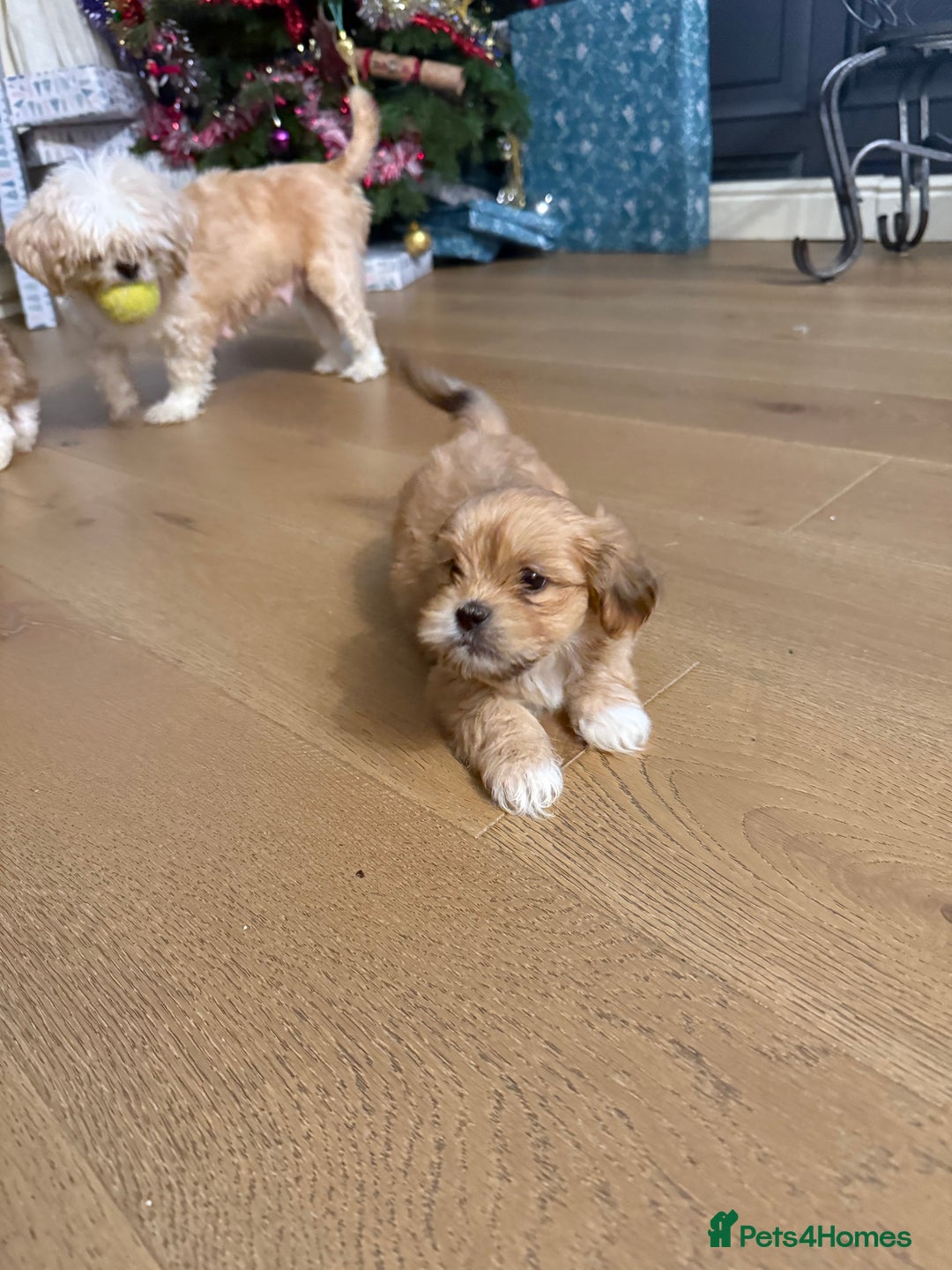 Lhasa Apso dogs for sale: Beautiful Lhasa apso pups - Advert 5
