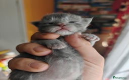 Maine Coon cats for sale: Shaded and Shell Maine Coon kittens - Image 5