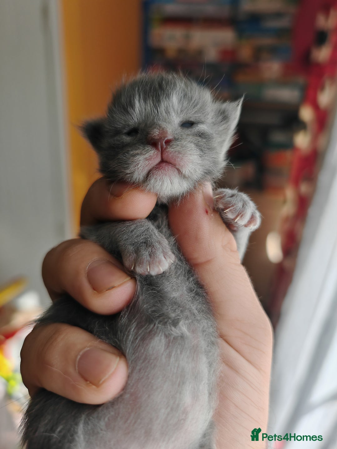 Maine Coon cats for sale: Shaded and Shell Maine Coon kittens - Image 5
