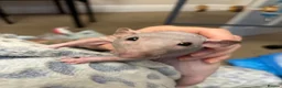Rat rodents for sale: Two male Rex rats - Advert 2