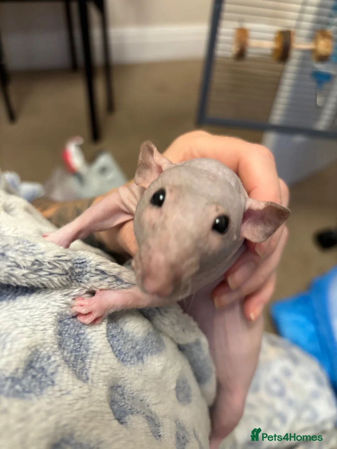 Rat rodents for sale: Two male Rex rats - Advert 2