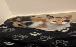 Mixed Breed cats for sale: Jaffacake  - Image 6
