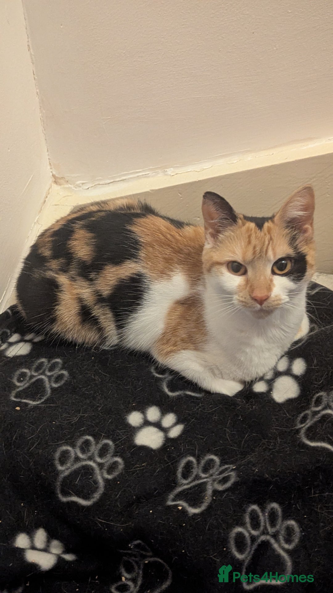 Mixed Breed cats for sale: Jaffacake  - Image 6