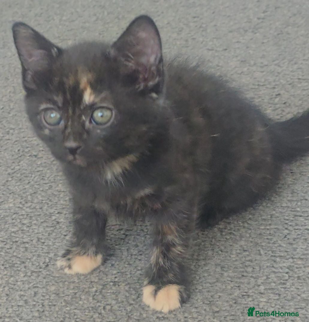 Mixed Breed cats Torbie female kitten - Advert 2