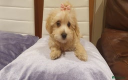 Maltipoo dogs for sale: Olivia M - Image 1