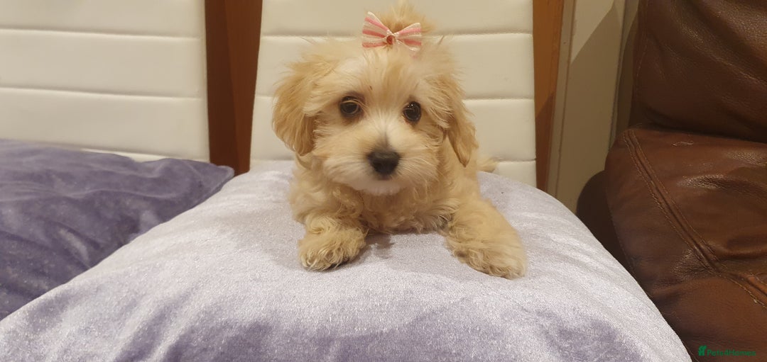 Maltipoo dogs for sale: Olivia M - Image 1