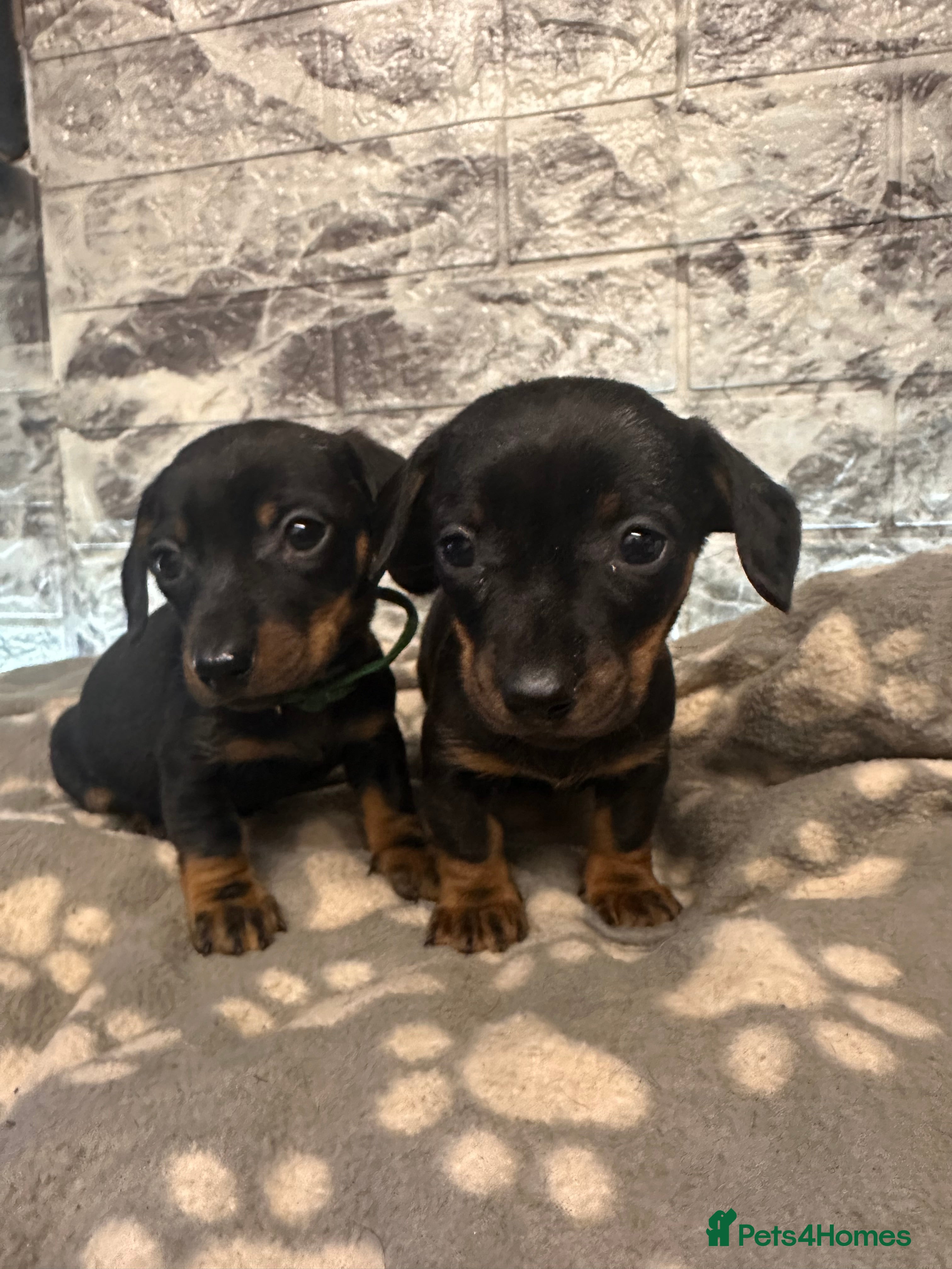 Miniature Dachshund dogs Gorgeous miniature dachshund puppies - Advert 11