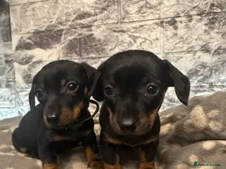 Miniature Dachshund dogs Gorgeous miniature dachshund puppies - Advert 11