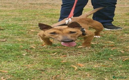 English Bull Terrier dogs for sale: English bull terrier ingles lines - Image 6