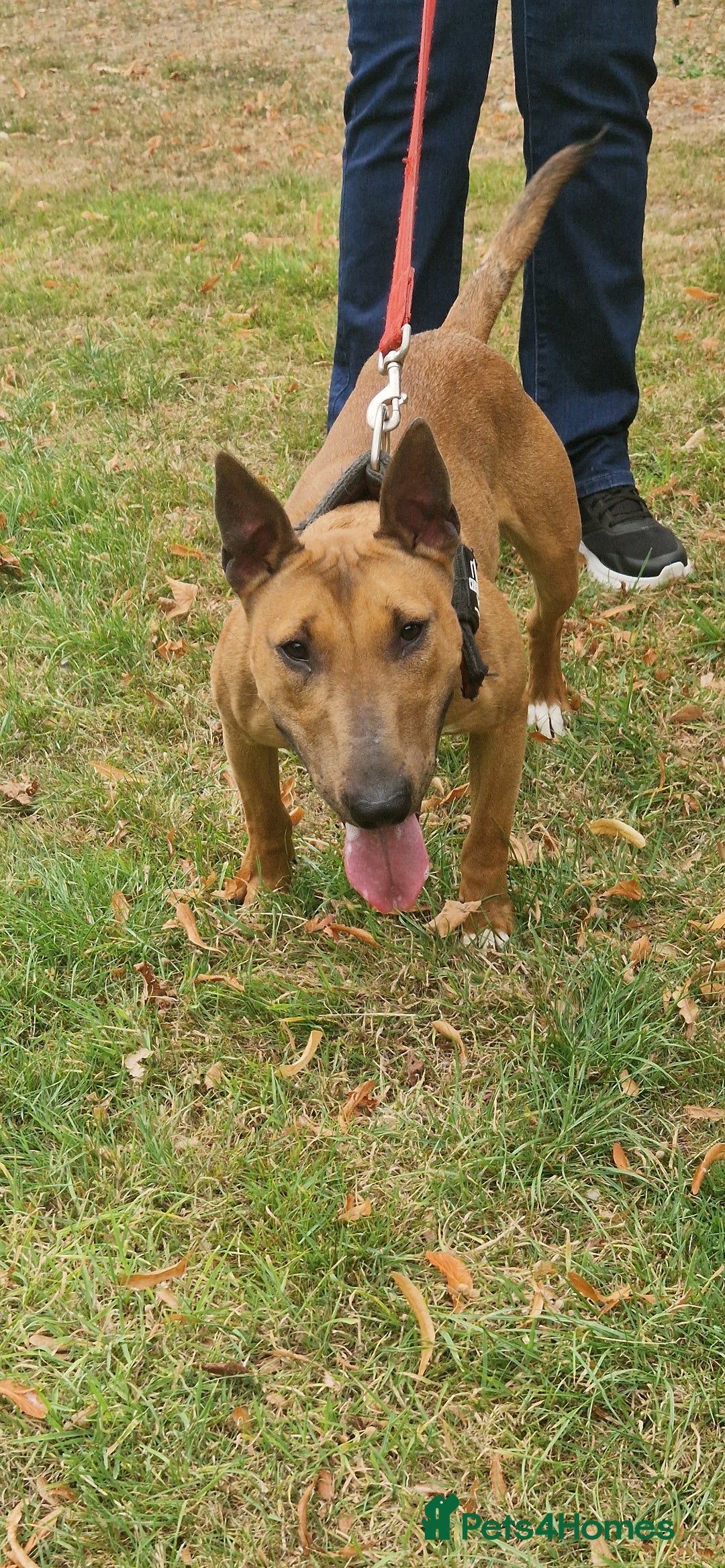 English Bull Terrier dogs for sale: English bull terrier ingles lines - Image 6
