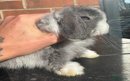 Mini Lop rabbits for sale: Mini Lops Small Well Handled  - Image 4