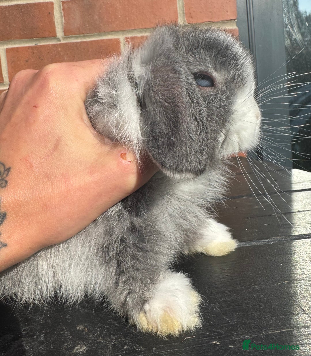 Mini Lop rabbits for sale: Mini Lops Small Well Handled  - Image 4