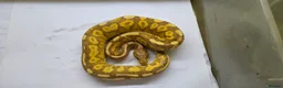 Python Snake reptiles for sale: Various ball pythons  - Advert 4