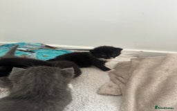 British Shorthair cats for sale: British short hair cross kittens - Image 13