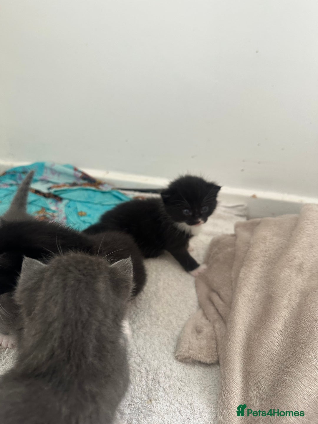 British Shorthair cats for sale: British short hair cross kittens - Image 13