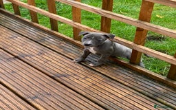 Mixed Breed dogs for sale: Staffordshire bull terrier cross whippet ready now - Image 2
